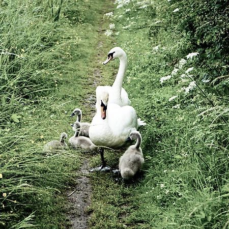 Duck Terrace With Gym Duckling Stays Kibworth Harcourt Eksteriør billede