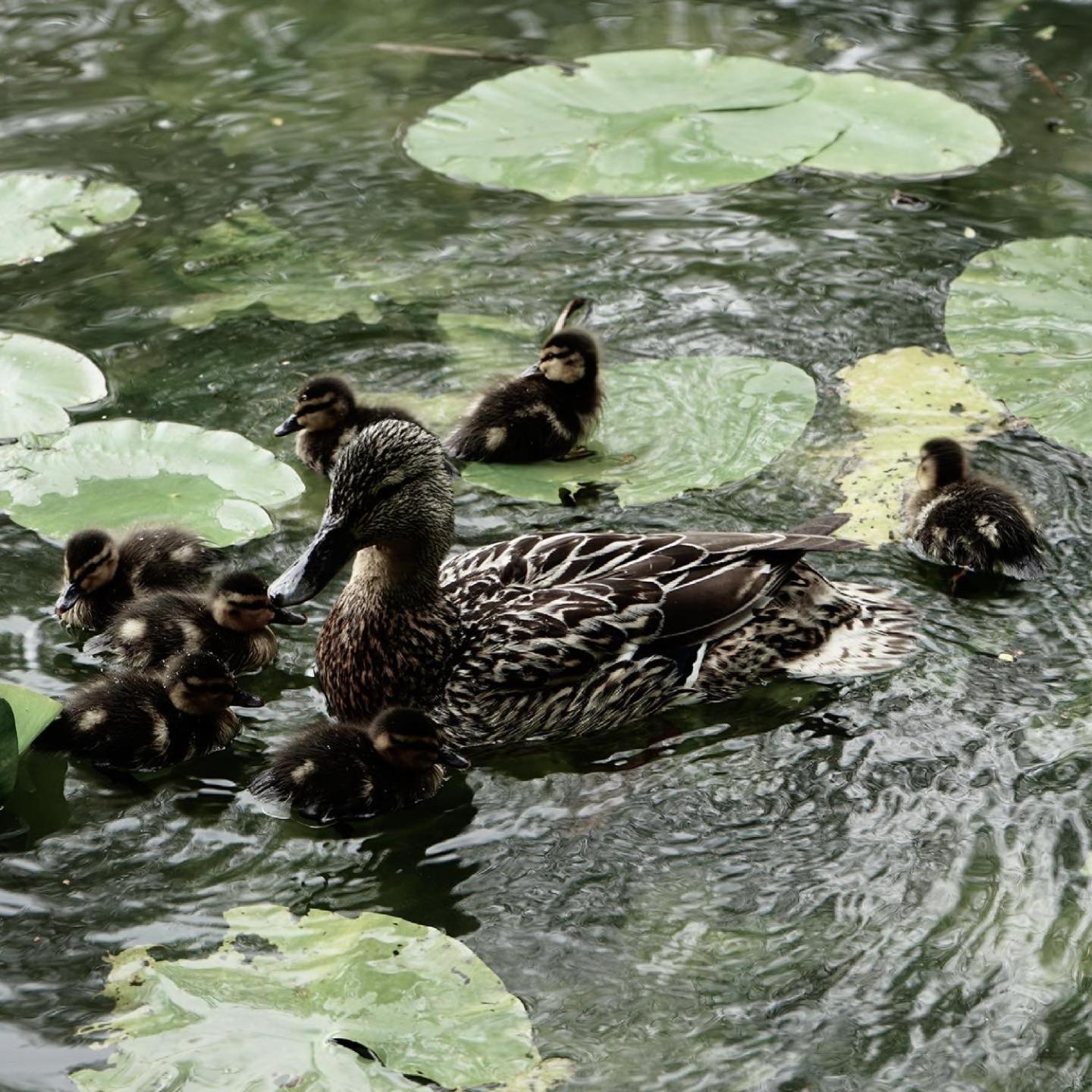 Duck Terrace With Gym Duckling Stays Kibworth Harcourt Eksteriør billede